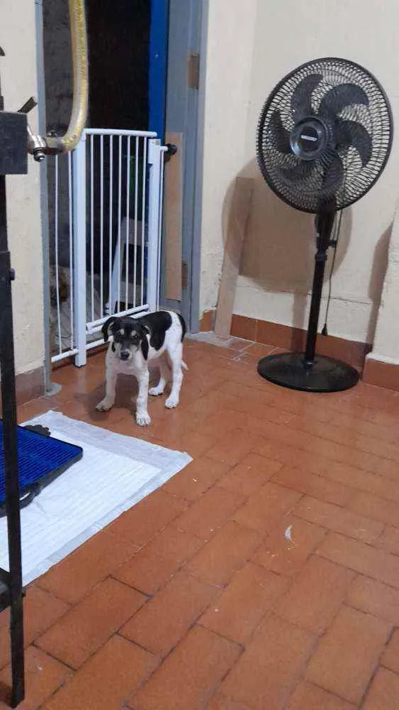 Cachorro ra a SRD idade 2 a 6 meses nome Vitória 