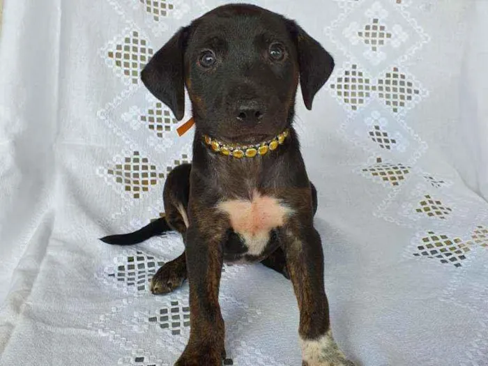 Cachorro raça SRD idade 2 a 6 meses nome Clair