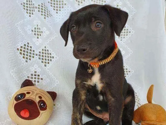 Cachorro ra a SRD idade 2 a 6 meses nome SCOTT