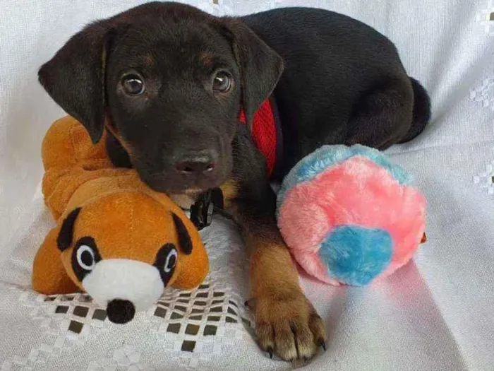 Cachorro ra a SRD  idade 2 a 6 meses nome LUFY