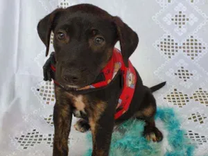 Cachorro raça SRD  idade 2 a 6 meses nome LUKE