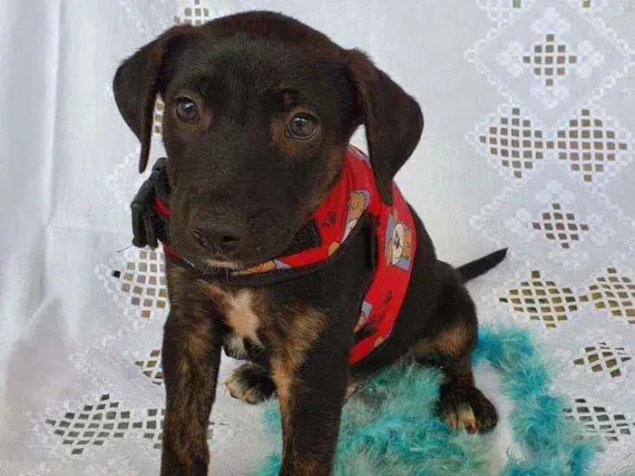 Cachorro ra a SRD  idade 2 a 6 meses nome LUKE