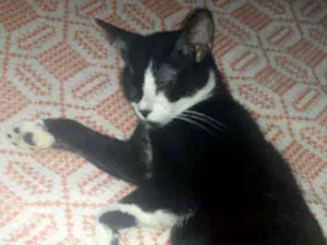 Gato raça SRD idade 2 a 6 meses nome Lolita