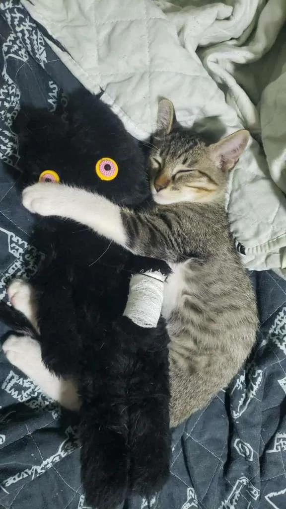 Gato raça SRD-ViraLata idade 2 a 6 meses nome Dee Dee