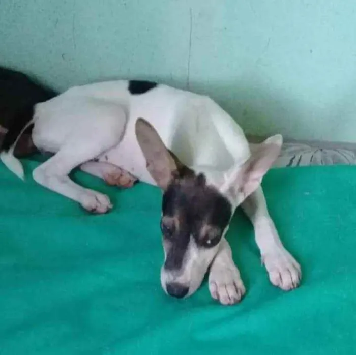 Cachorro ra a SRD idade 2 a 6 meses nome Borboleta