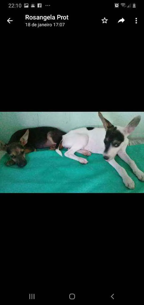 Cachorro ra a SRD idade 2 a 6 meses nome Borboleta