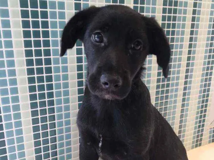 Cachorro raça SRD idade 2 a 6 meses nome Pietra 