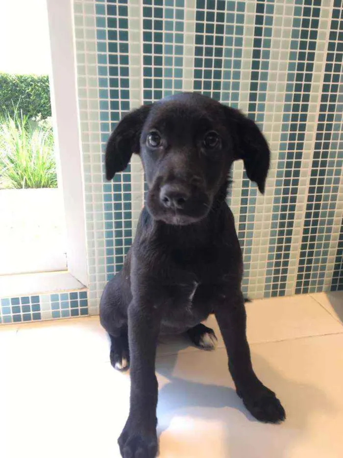 Cachorro raça SRD idade 2 a 6 meses nome Pietra 