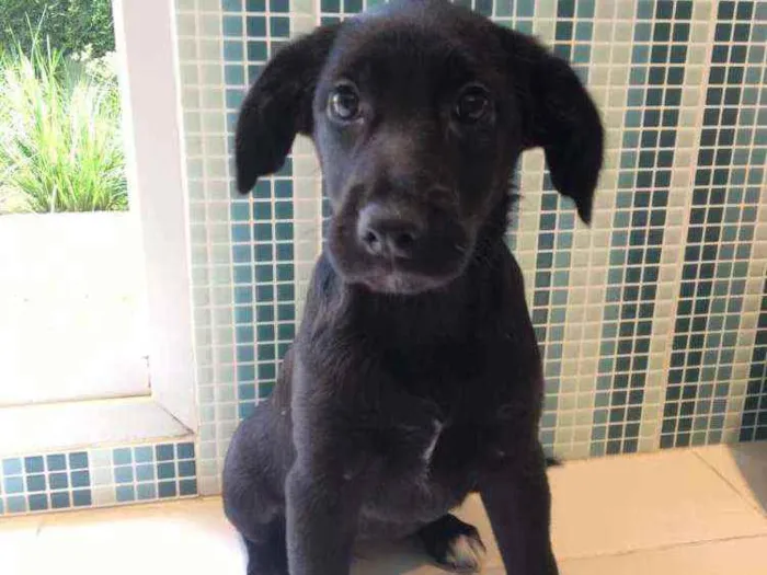 Cachorro raça SRD idade 2 a 6 meses nome Pietra 