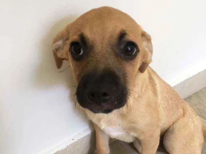 Cachorro raça SRD idade 2 a 6 meses nome Joe