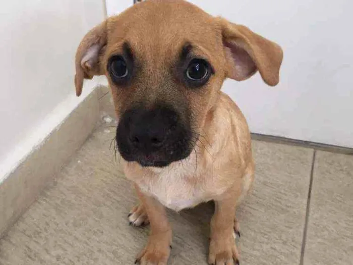 Cachorro raça SRD idade 2 a 6 meses nome Joe