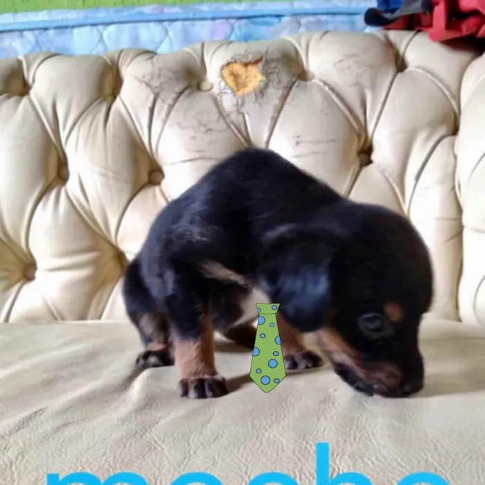 Cachorro ra a Mestiço  idade 2 a 6 meses nome Bento 