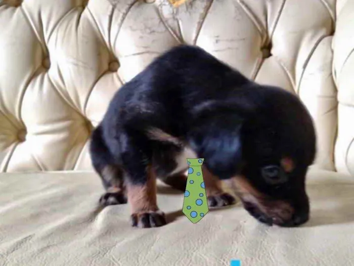 Cachorro ra a Mestiço  idade 2 a 6 meses nome Bento 
