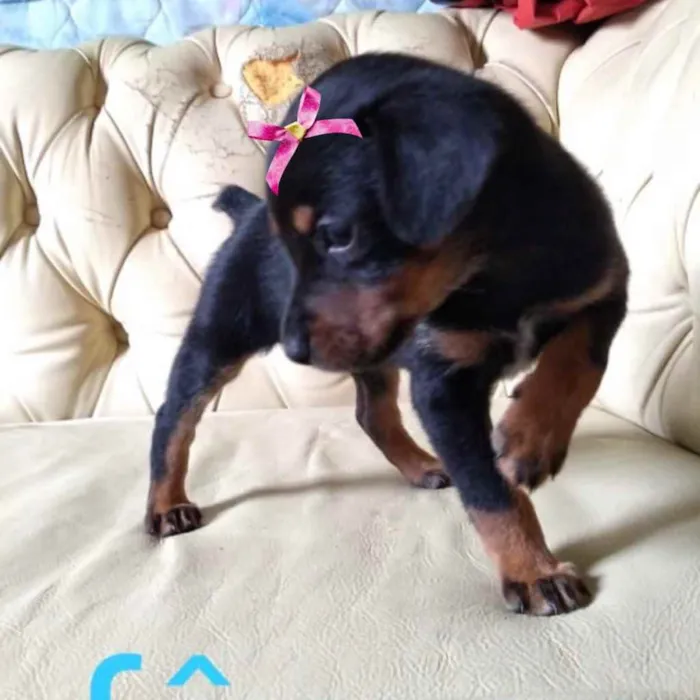 Cachorro ra a Mestiça  idade 2 a 6 meses nome Sophia 
