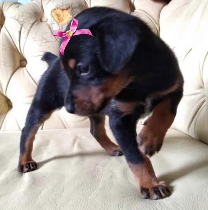 Cachorro ra a Mestiça  idade 2 a 6 meses nome Sophia 