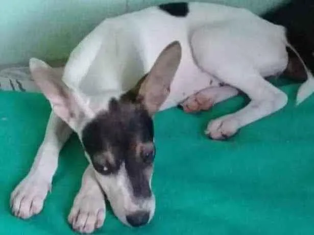 Cachorro ra a SRD idade 2 a 6 meses nome Borboleta