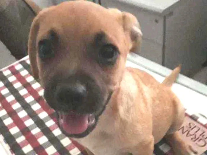 Cachorro raça SRD idade 2 a 6 meses nome Joe