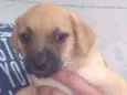 Cachorro raça SRD idade 2 a 6 meses nome Joe