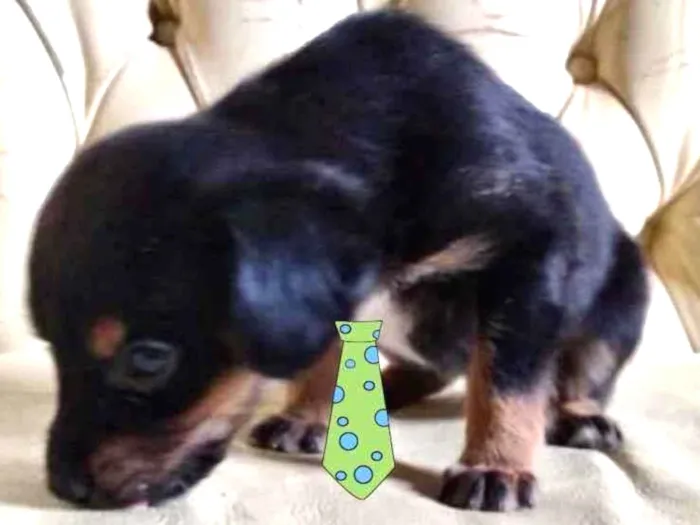 Cachorro ra a Mestiço  idade 2 a 6 meses nome Bento 