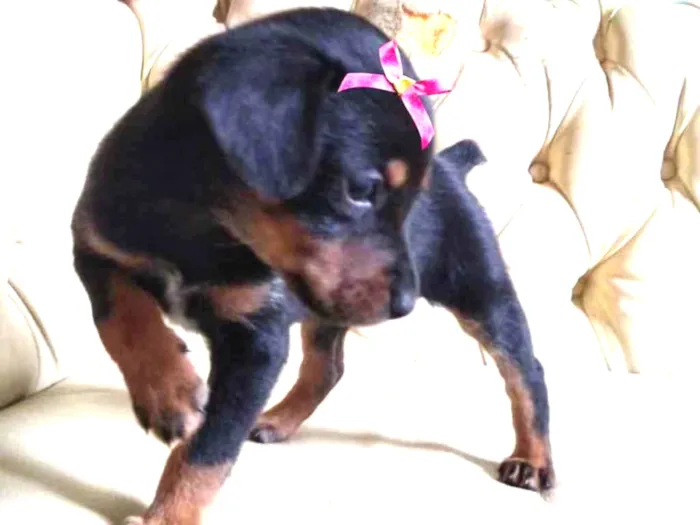 Cachorro ra a Mestiça  idade 2 a 6 meses nome Sophia 