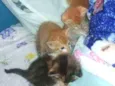Du, Dudu, Edu e nega