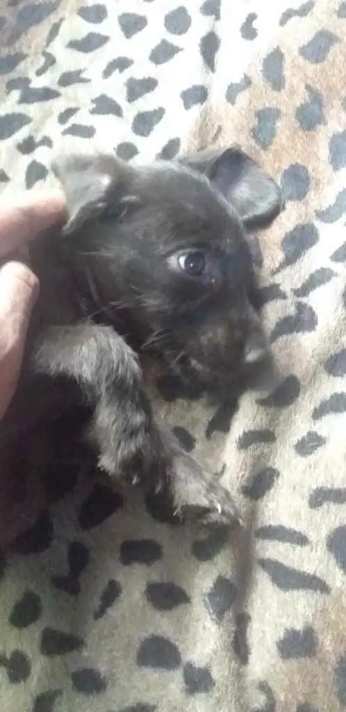 Cachorro ra a Srd idade Abaixo de 2 meses nome Sem nome