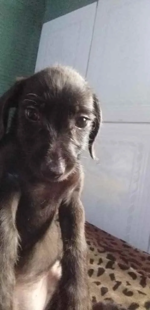 Cachorro ra a Srd idade Abaixo de 2 meses nome Sem nome