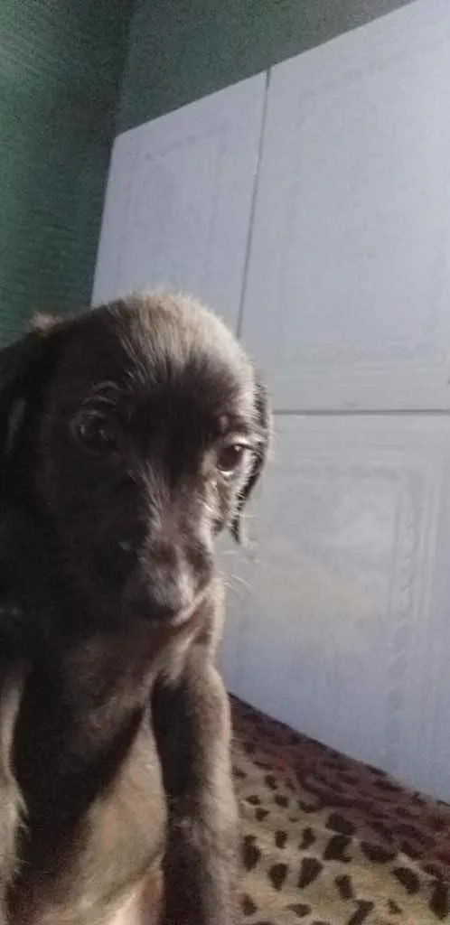 Cachorro ra a Srd idade Abaixo de 2 meses nome Sem nome