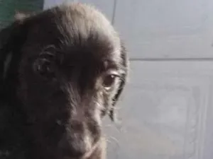 Cachorro raça Srd idade Abaixo de 2 meses nome Sem nome