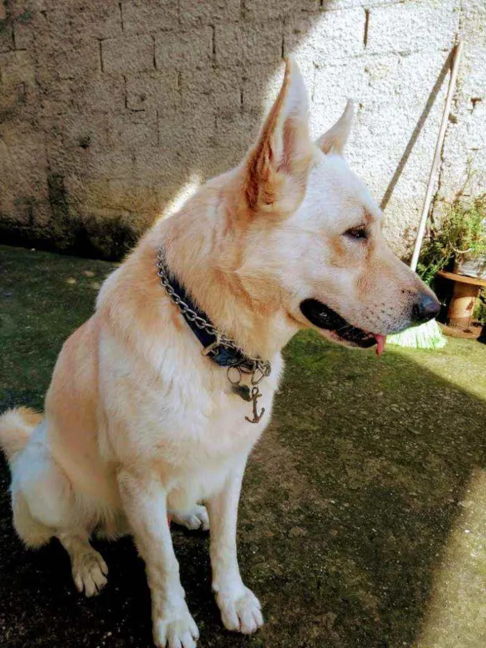 Cachorro ra a Pastor Alemão Mistiço idade 5 anos nome Marley