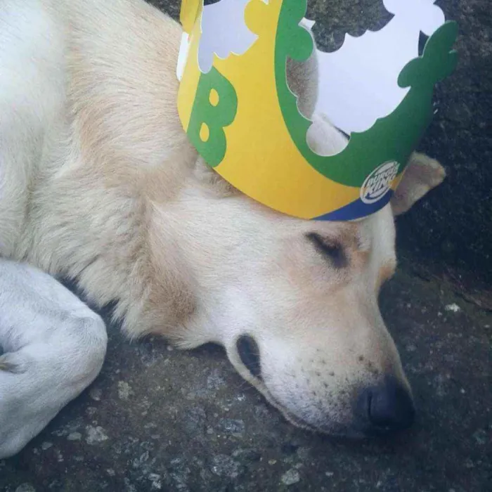 Cachorro ra a Pastor Alemão Mistiço idade 5 anos nome Marley