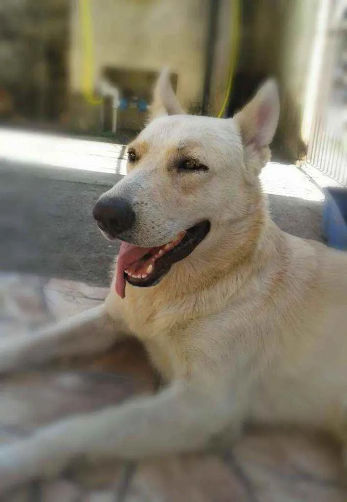 Cachorro ra a Pastor Alemão Mistiço idade 5 anos nome Marley