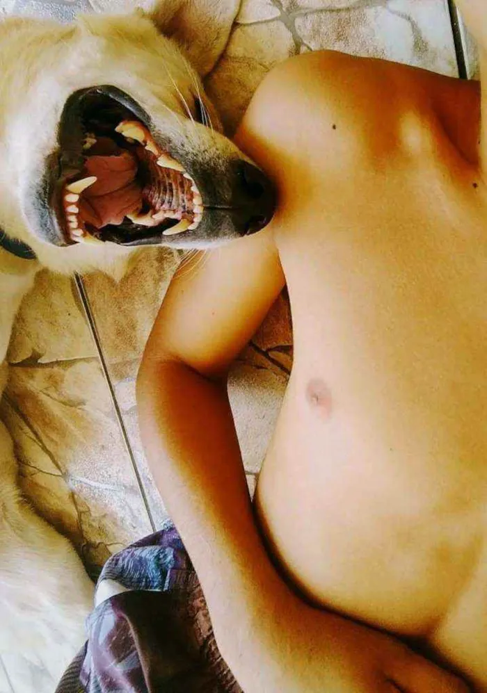 Cachorro ra a Pastor Alemão Mistiço idade 5 anos nome Marley