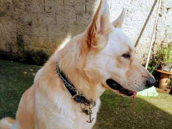 Cachorro ra a Pastor Alemão Mistiço idade 5 anos nome Marley
