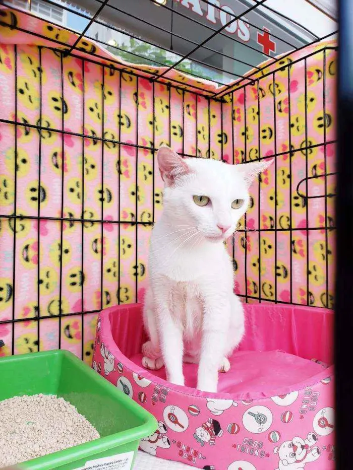 Gato raça Srd  idade 1 ano nome Madhu