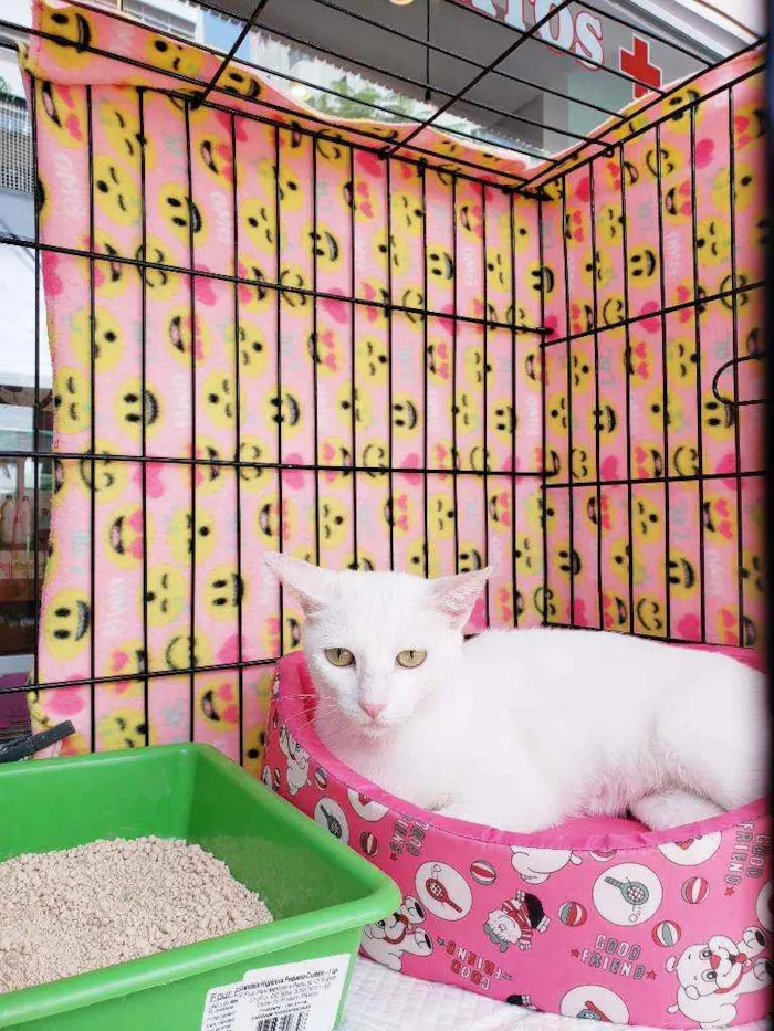 Gato raça Srd  idade 1 ano nome Madhu