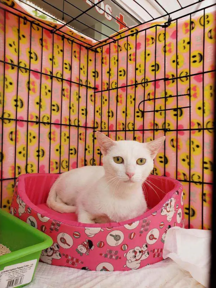 Gato raça Srd  idade 1 ano nome Madhu