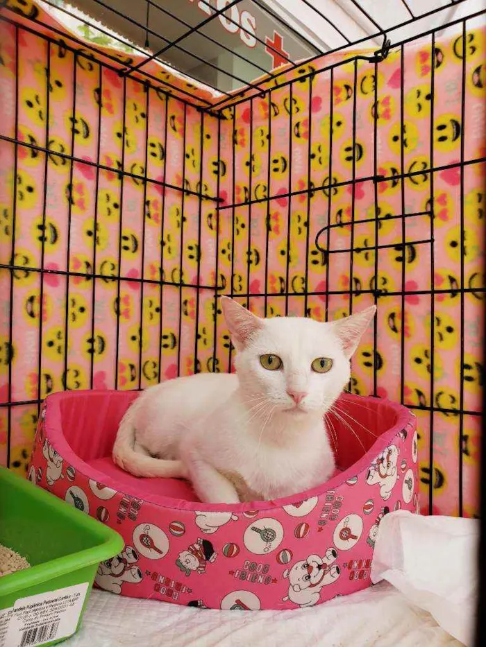 Gato raça Srd  idade 1 ano nome Madhu