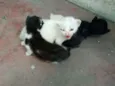 Filhotes de gato
