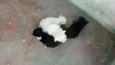 Filhotes de gato