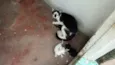 Filhotes de gato