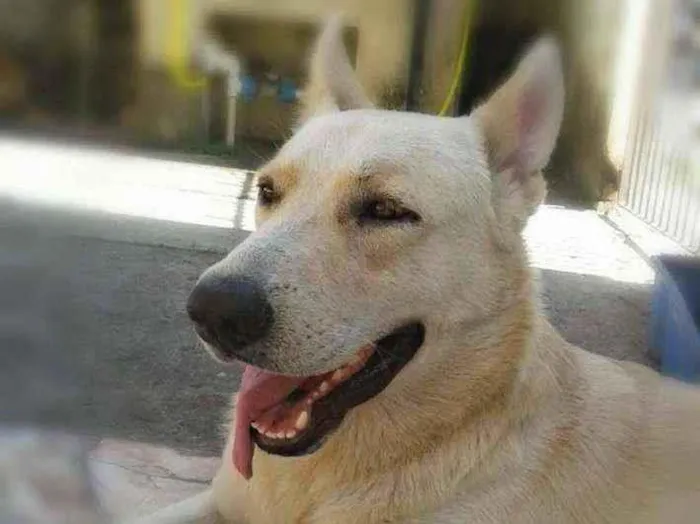 Cachorro ra a Pastor Alemão Mistiço idade 5 anos nome Marley