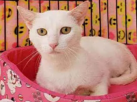 Gato raça Srd  idade 1 ano nome Madhu