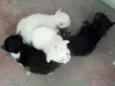 Filhotes de gato