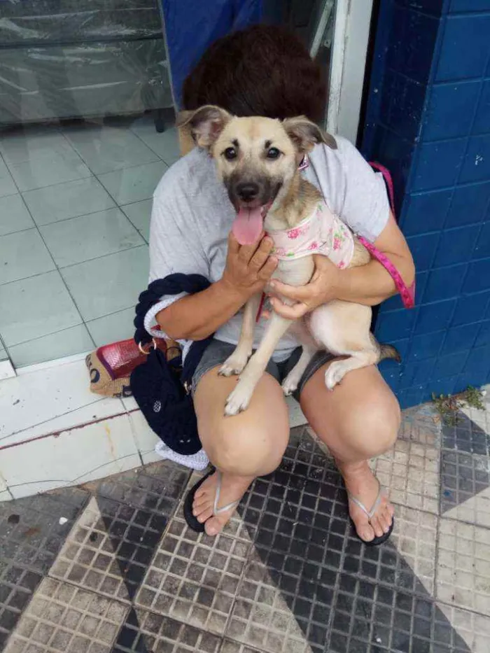 Cachorro raça Srd idade 7 a 11 meses nome Filomena