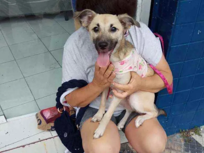 Cachorro raça Srd idade 7 a 11 meses nome Filomena