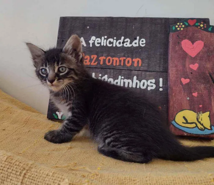 Gato ra a SRD idade Abaixo de 2 meses nome Ted