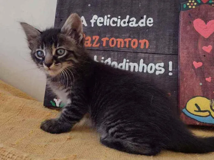 Gato ra a SRD idade Abaixo de 2 meses nome Ted