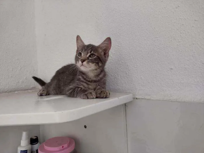 Gato ra a Sialata idade 2 a 6 meses nome Sam