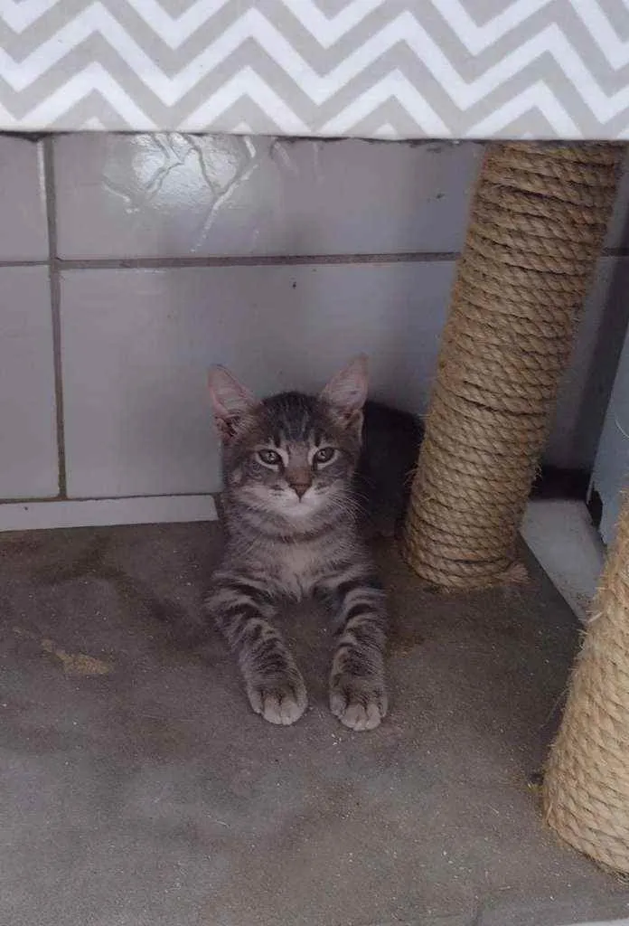 Gato ra a Sialata idade 2 a 6 meses nome Sam